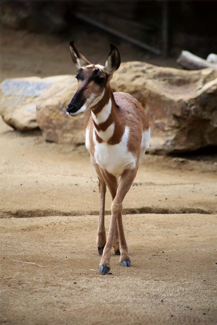 Peninsular Pronghorn