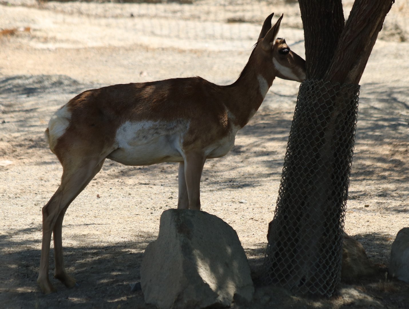 Peninsular Pronghorn