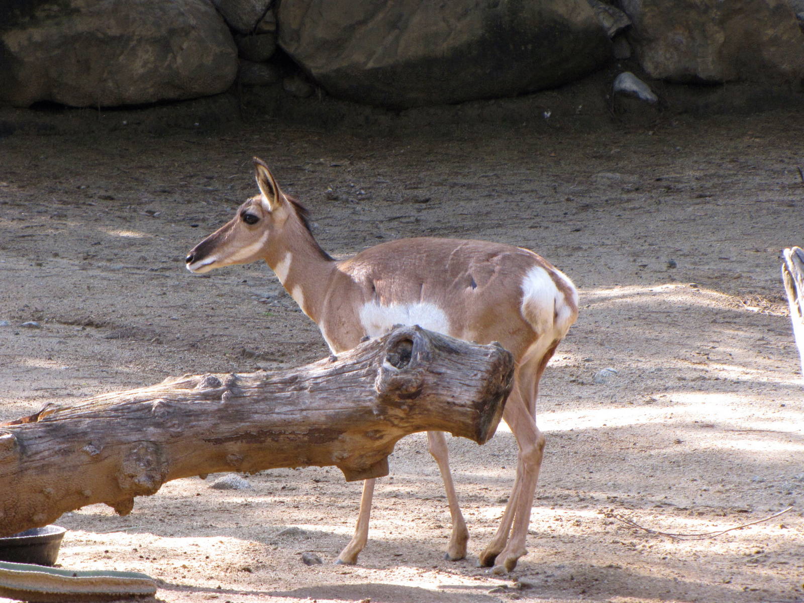 Peninsular Pronghorn