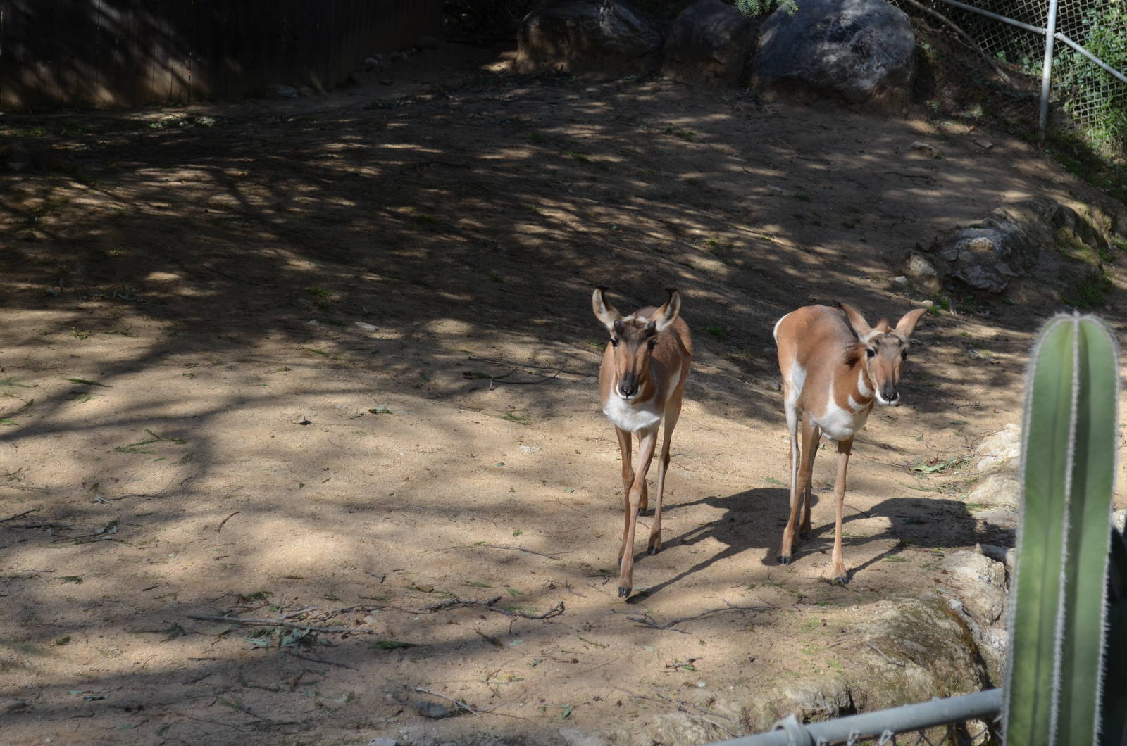 Peninsular Pronghorns