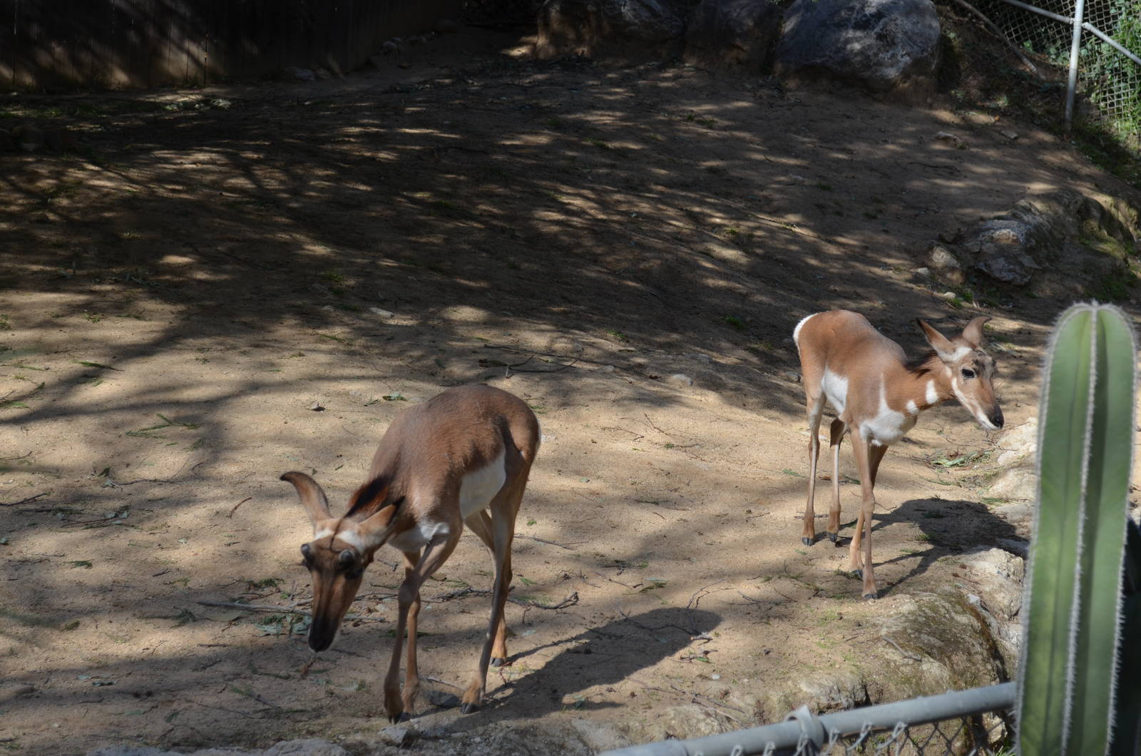 Peninsular Pronghorns
