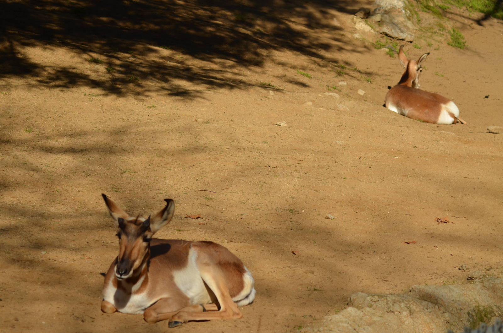 Peninsular Pronghorns