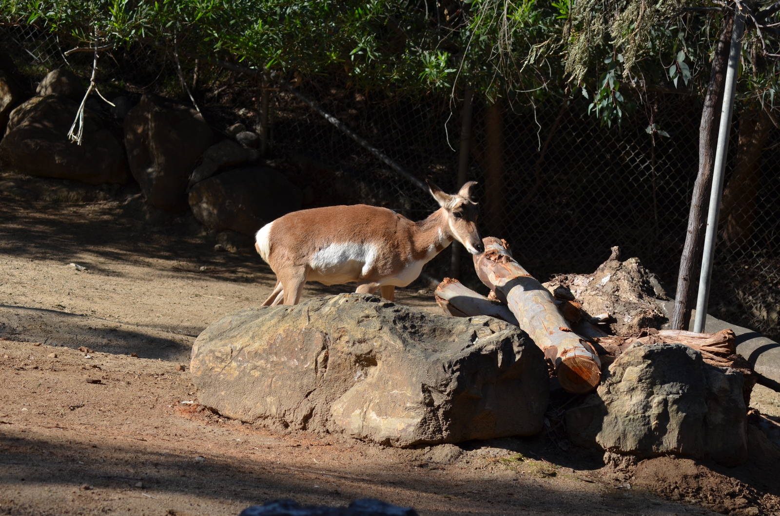 Peninsular Pronghorns