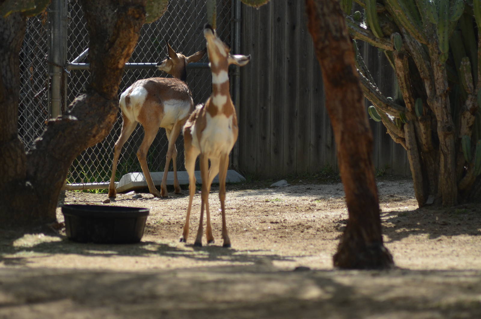 Peninsular Pronghorns