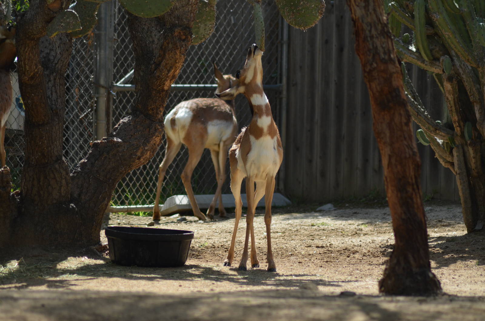 Peninsular Pronghorns