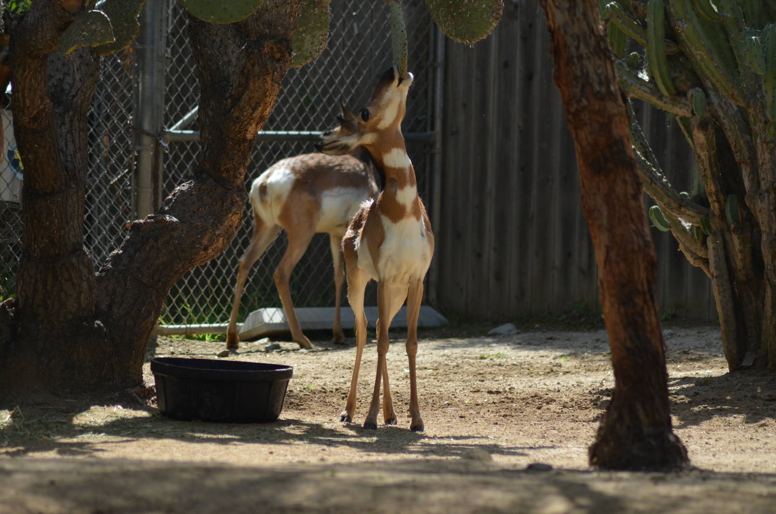Peninsular Pronghorns