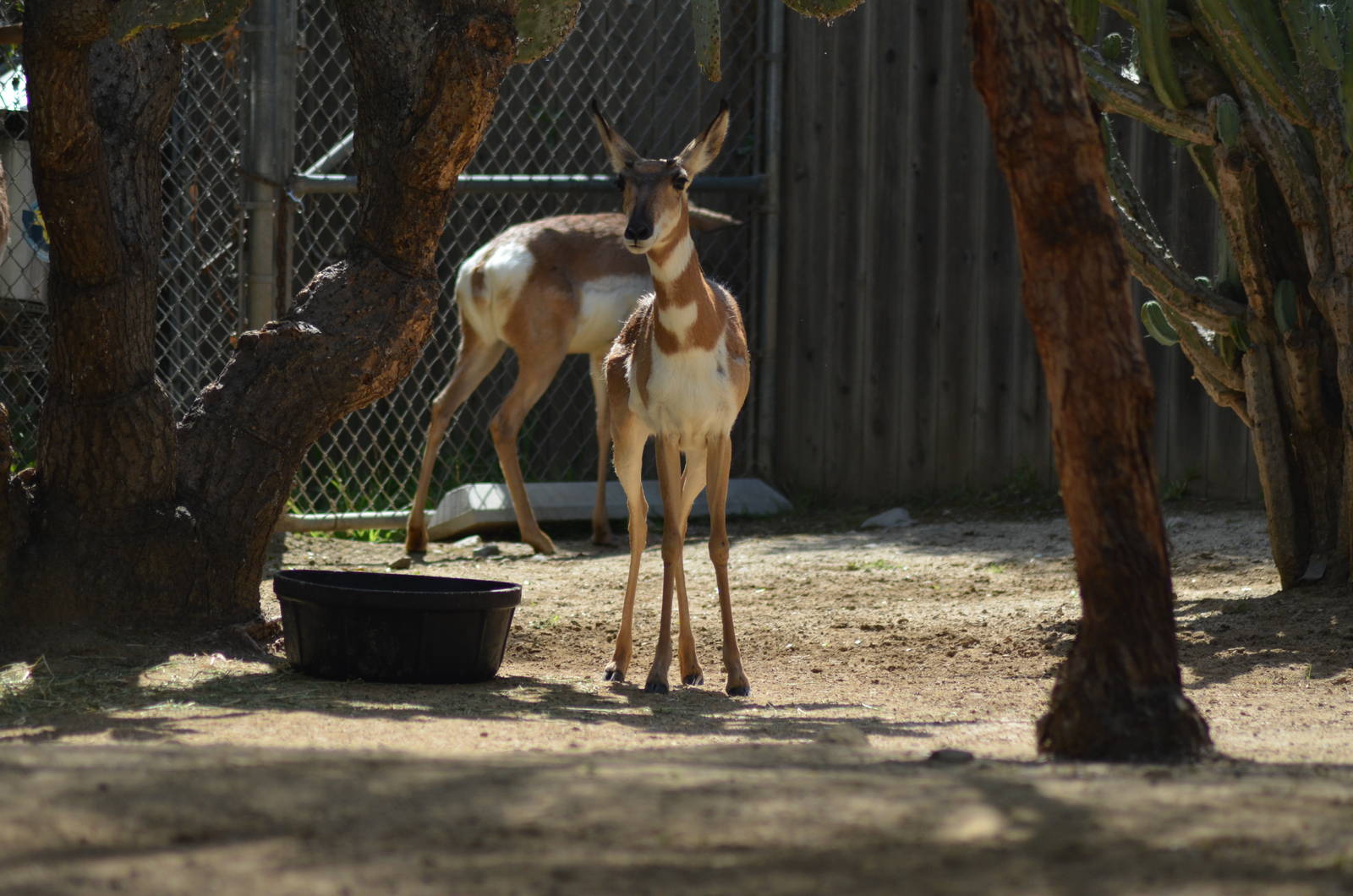 Peninsular Pronghorns