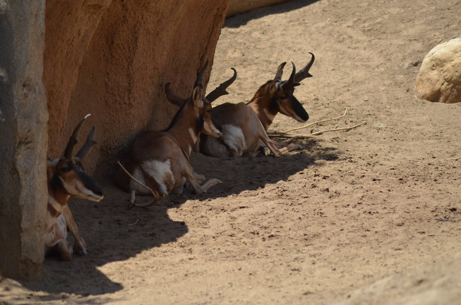 Peninsular Pronghorns