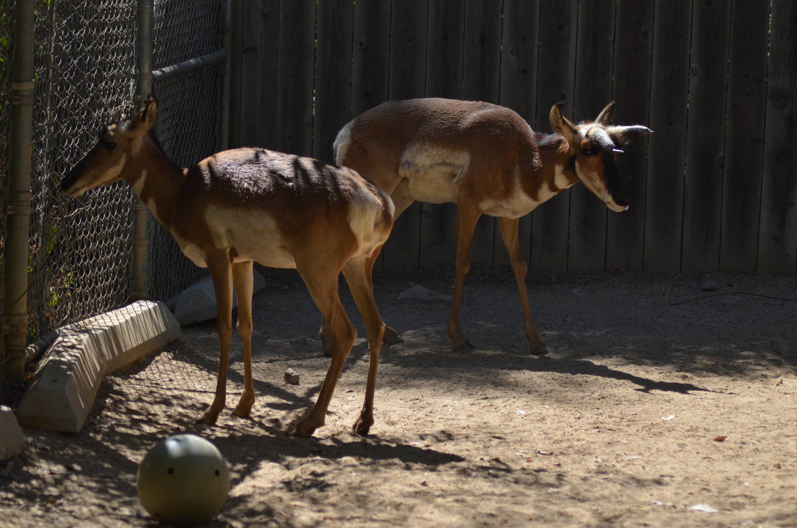 Peninsular Pronghorns