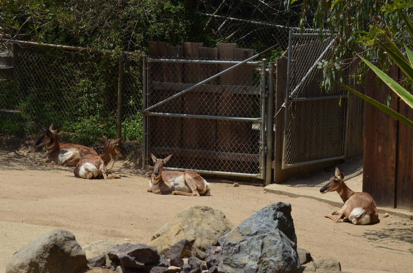Peninsular Pronghorns