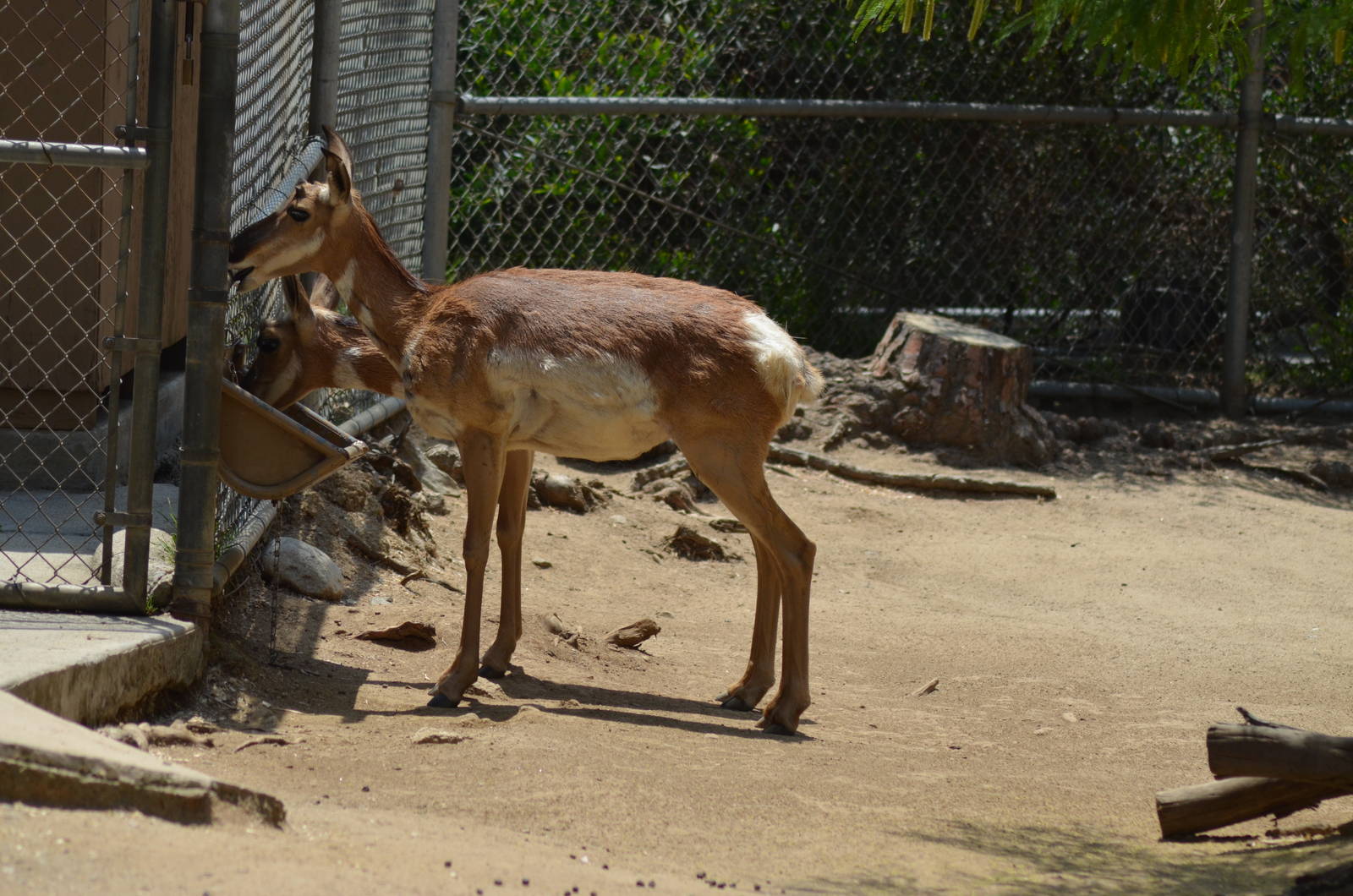 Peninsular Pronghorns