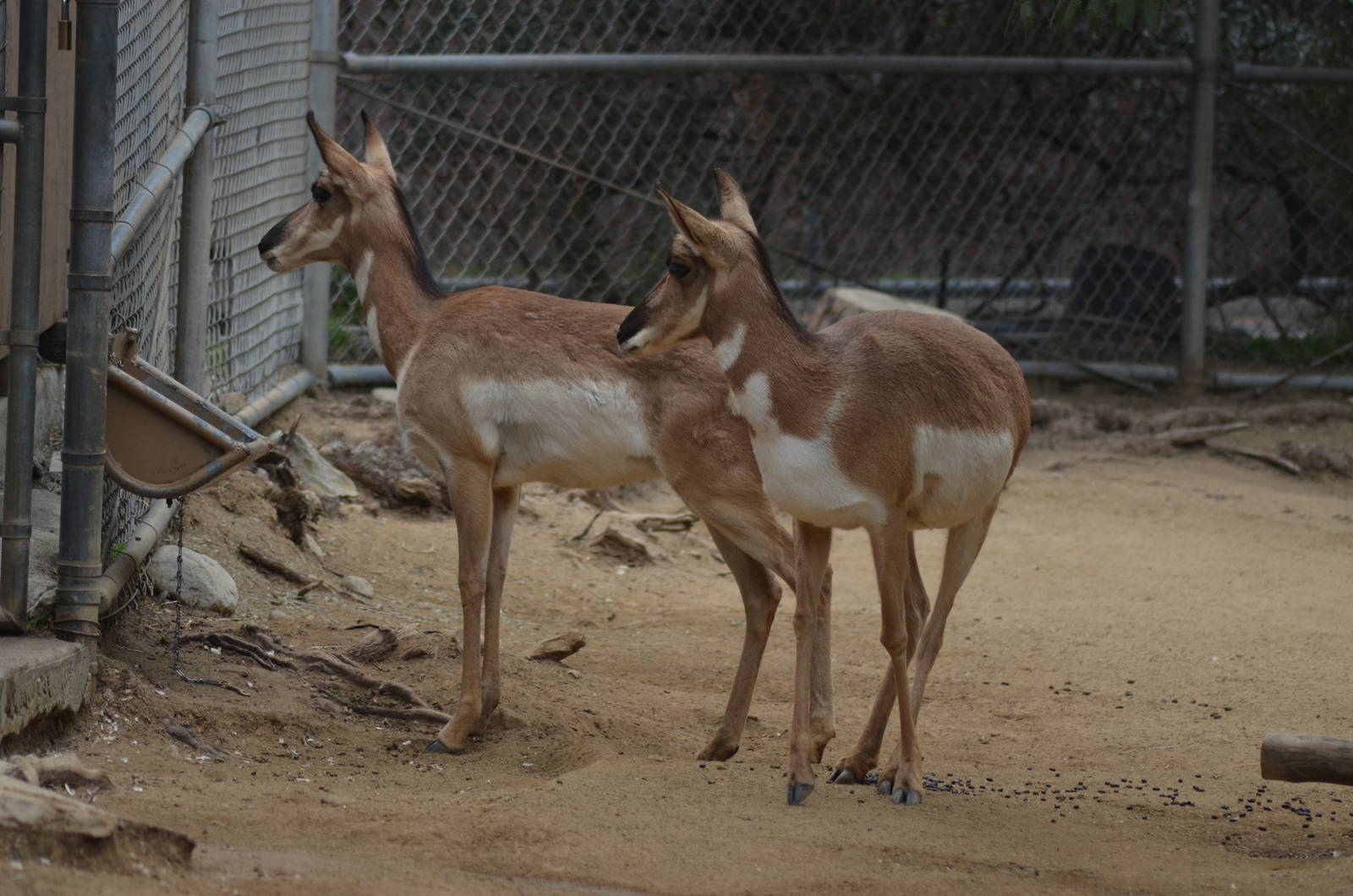 Peninsular Pronghorns