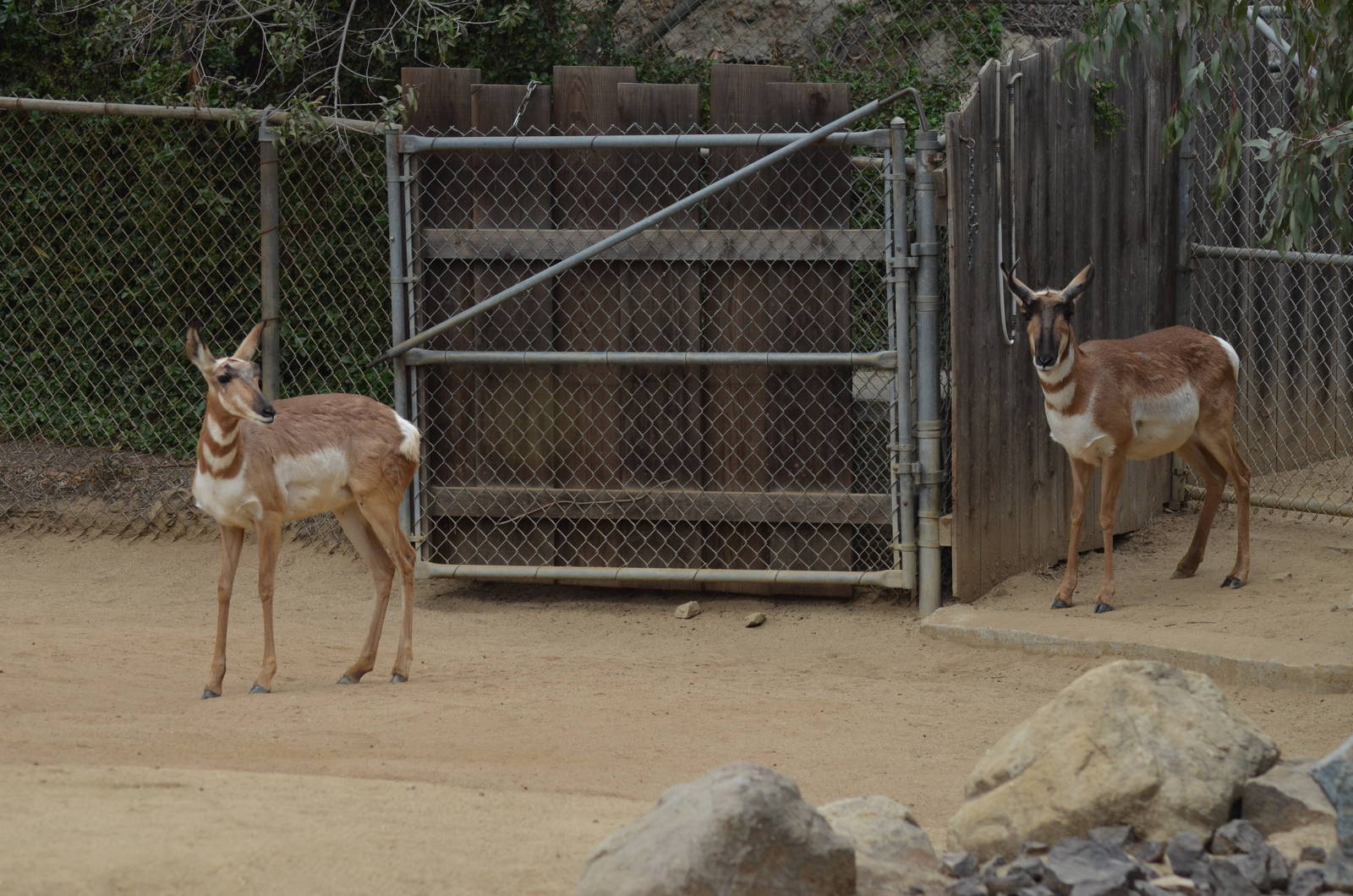 Peninsular Pronghorns