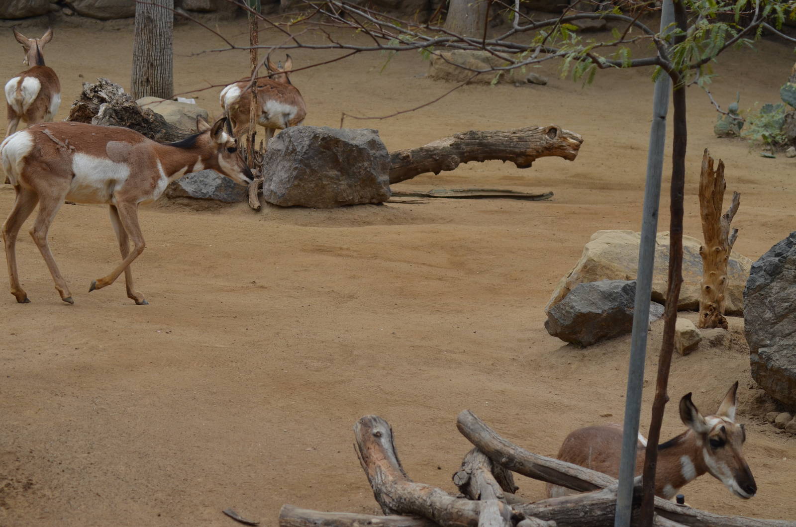 Peninsular Pronghorns