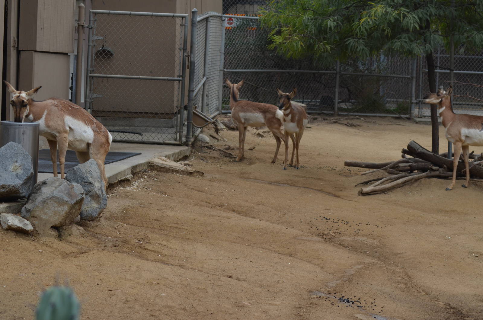 Peninsular Pronghorns