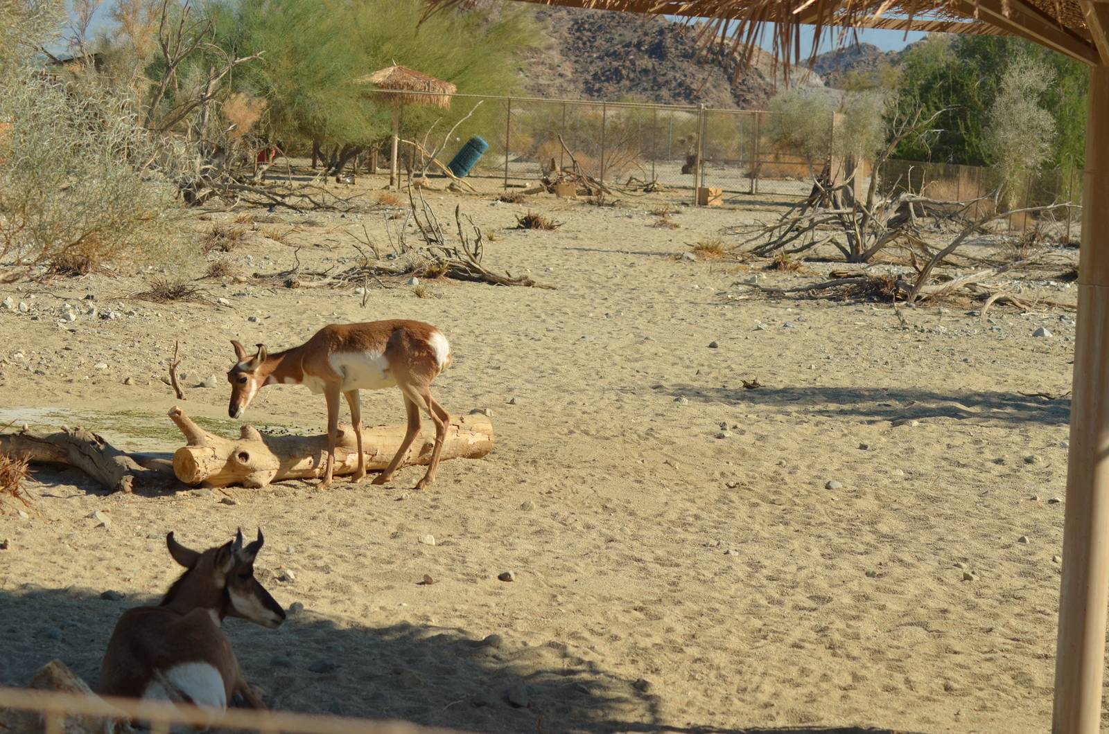 Peninsular Pronghorns