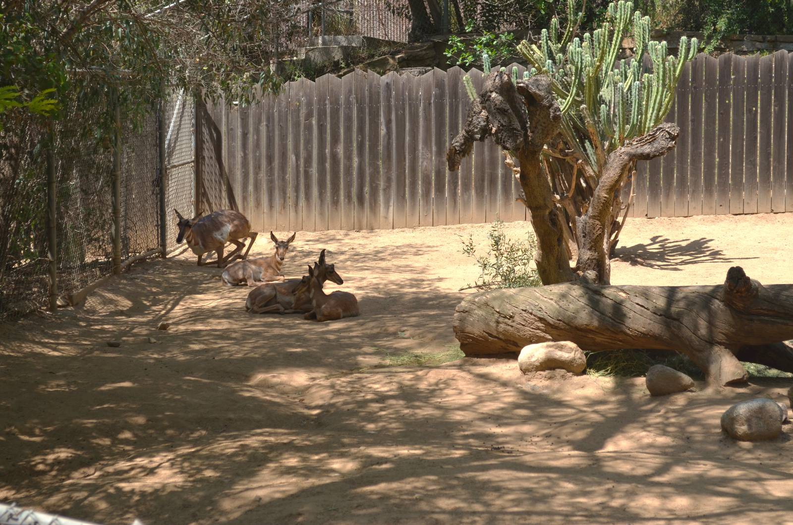 Peninsular Pronghorns