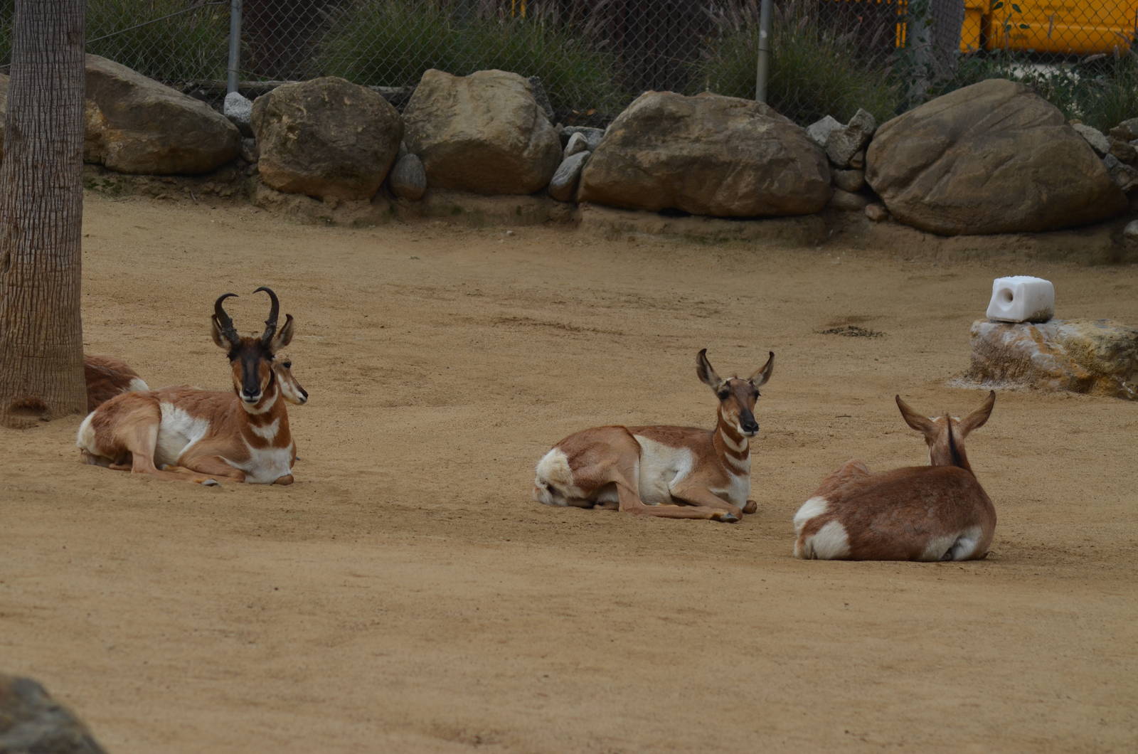 Peninsular Pronghorns