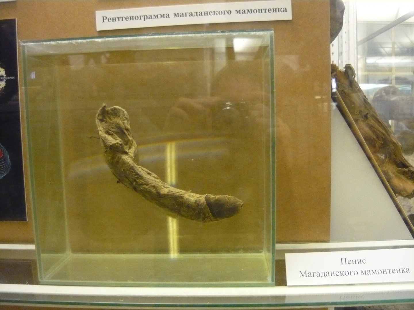 Penis of the Magadan Woolly mammoth calf