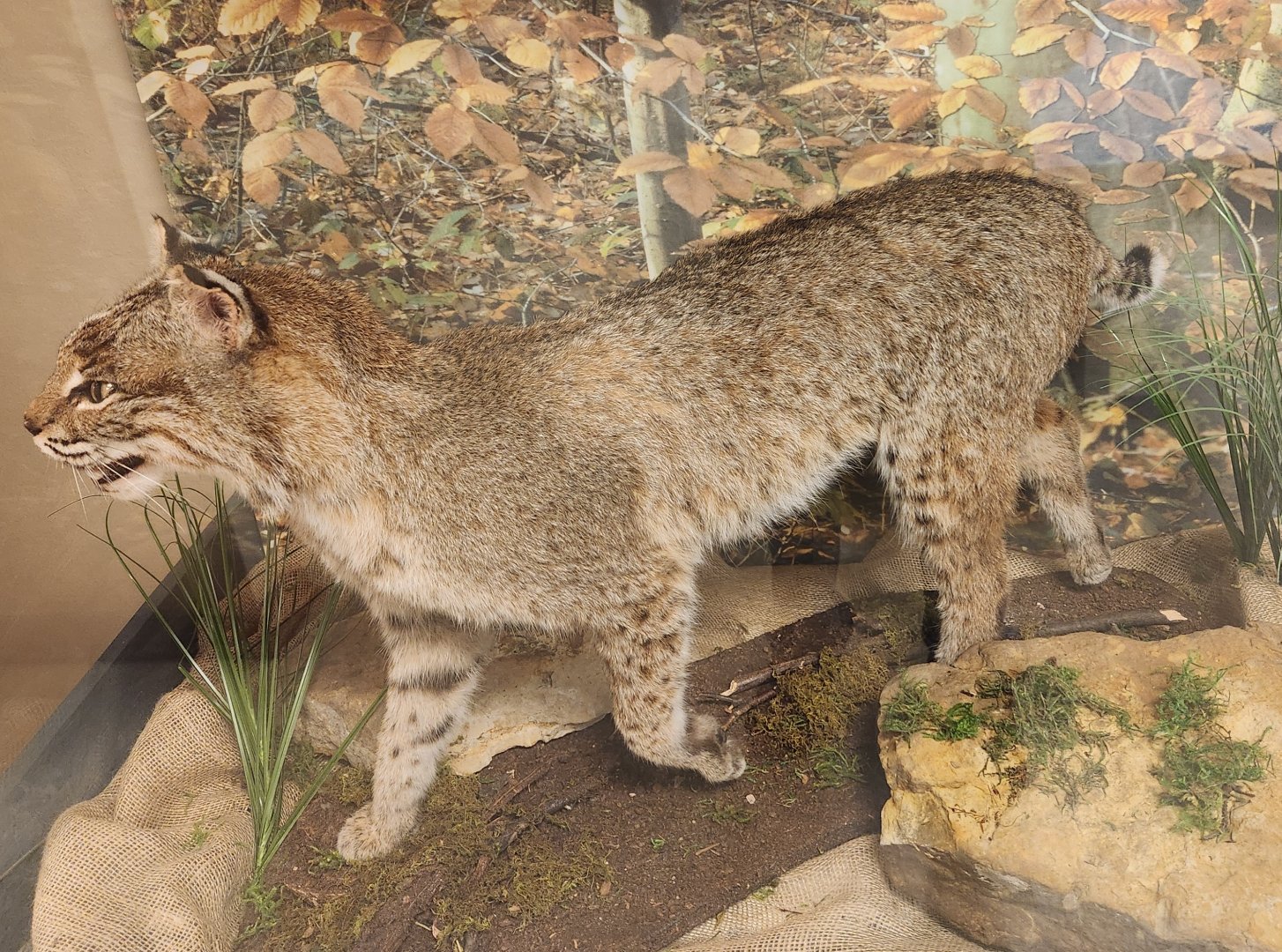 Penitentiary Glen Reservation - Bobcat taxidermy
