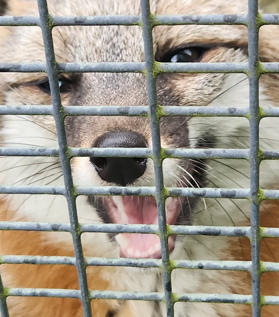 Penitentiary Glen Reservation - Happy fox