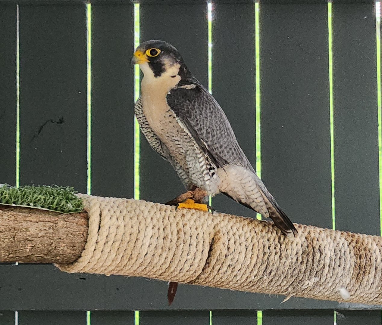 Penitentiary Glen Reservation - Peregrine Falcon