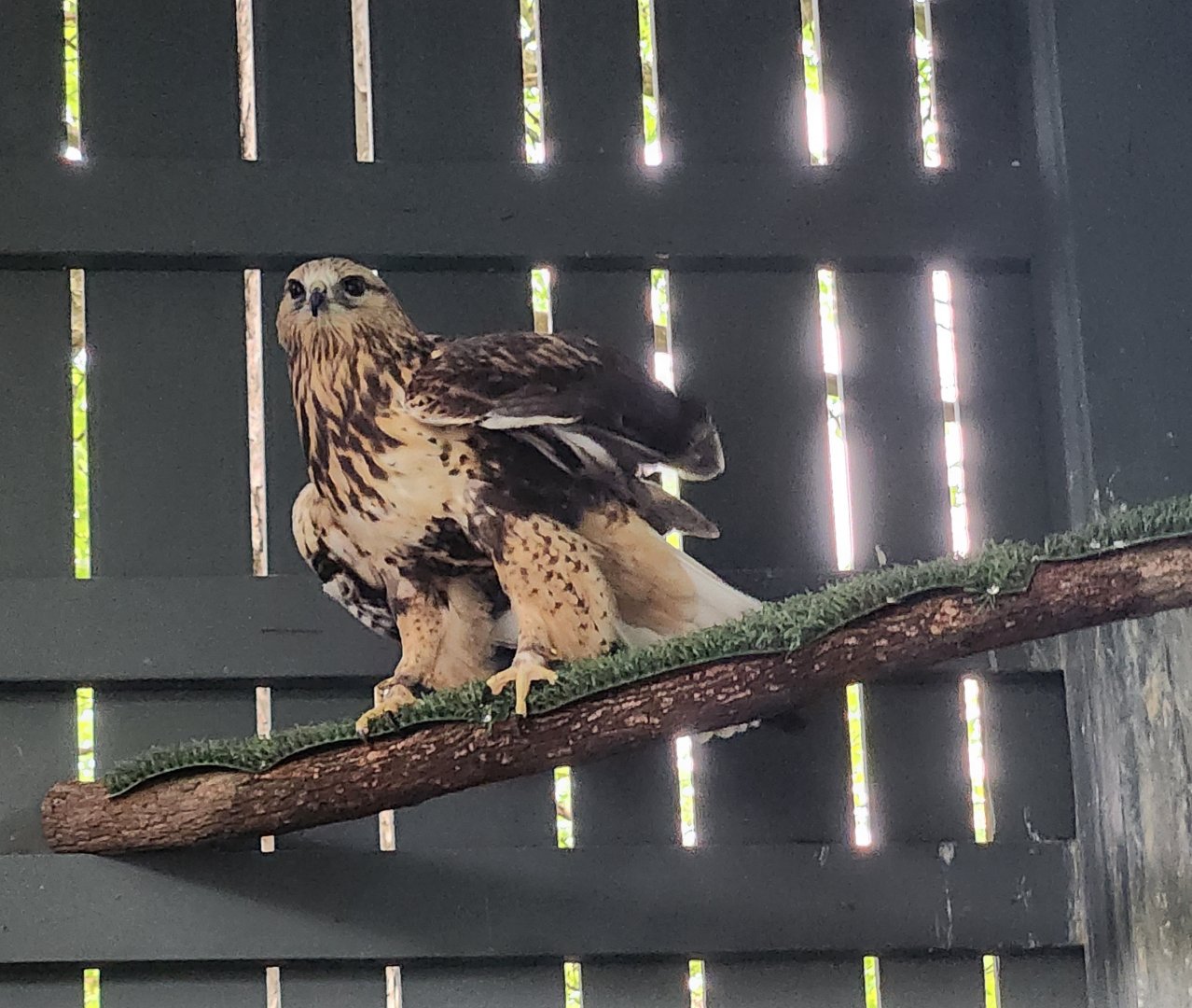 Penitentiary Glen Reservation - Rough-legged Hawk