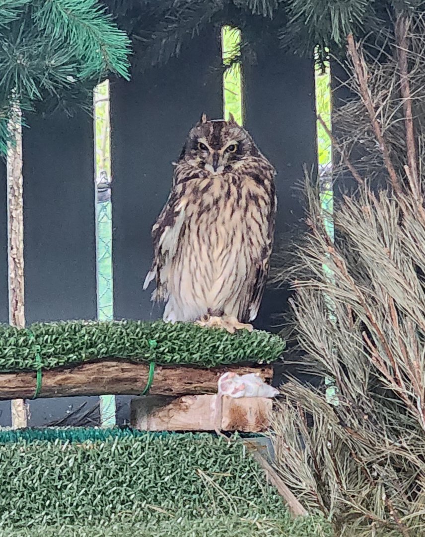 Penitentiary Glen Reservation - Short-eared Owl