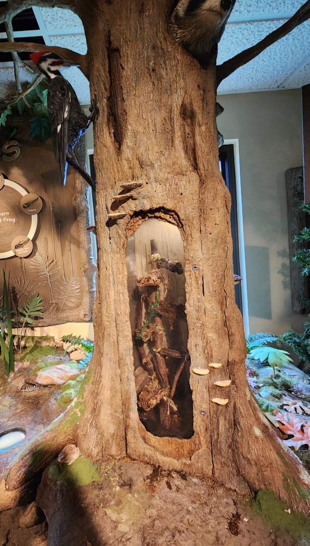 Penitentiary Glen Reservation - Tree frog exhibit