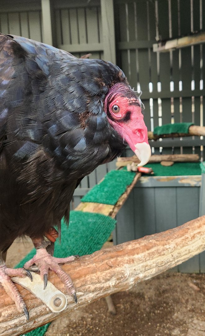 Penitentiary Glen Reservation - Turkey Vulture