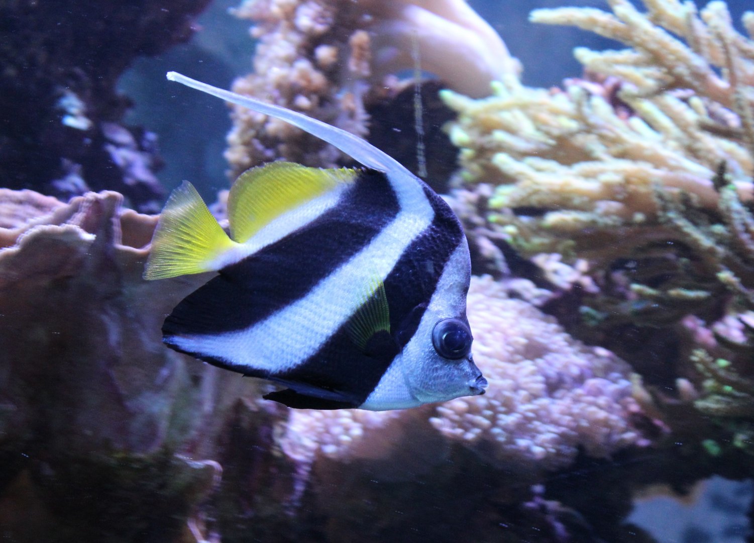 Pennant bannerfish - Heniochus acuminatus