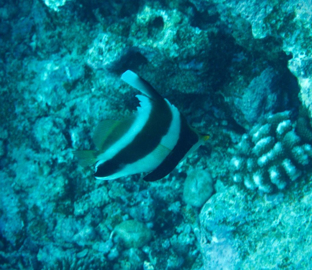 Pennant Bannerfish (Heniochus chrysostomus)