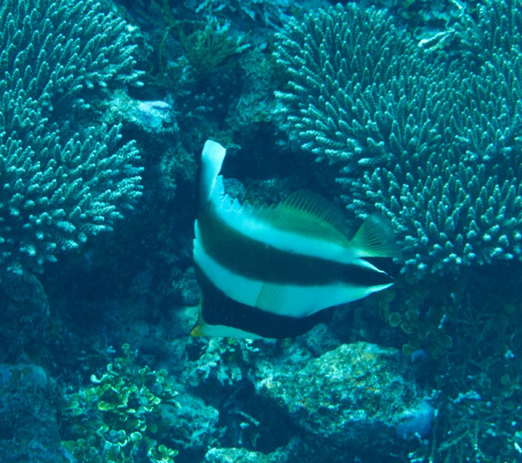 Pennant Bannerfish (Heniochus chrysostomus)