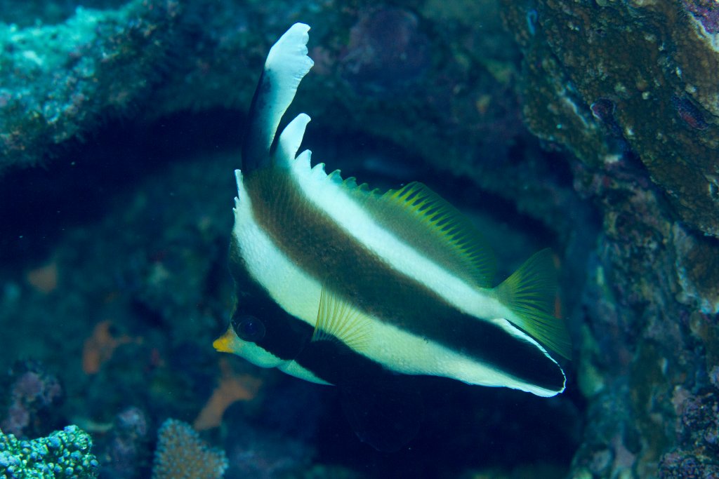 Pennant Bannerfish