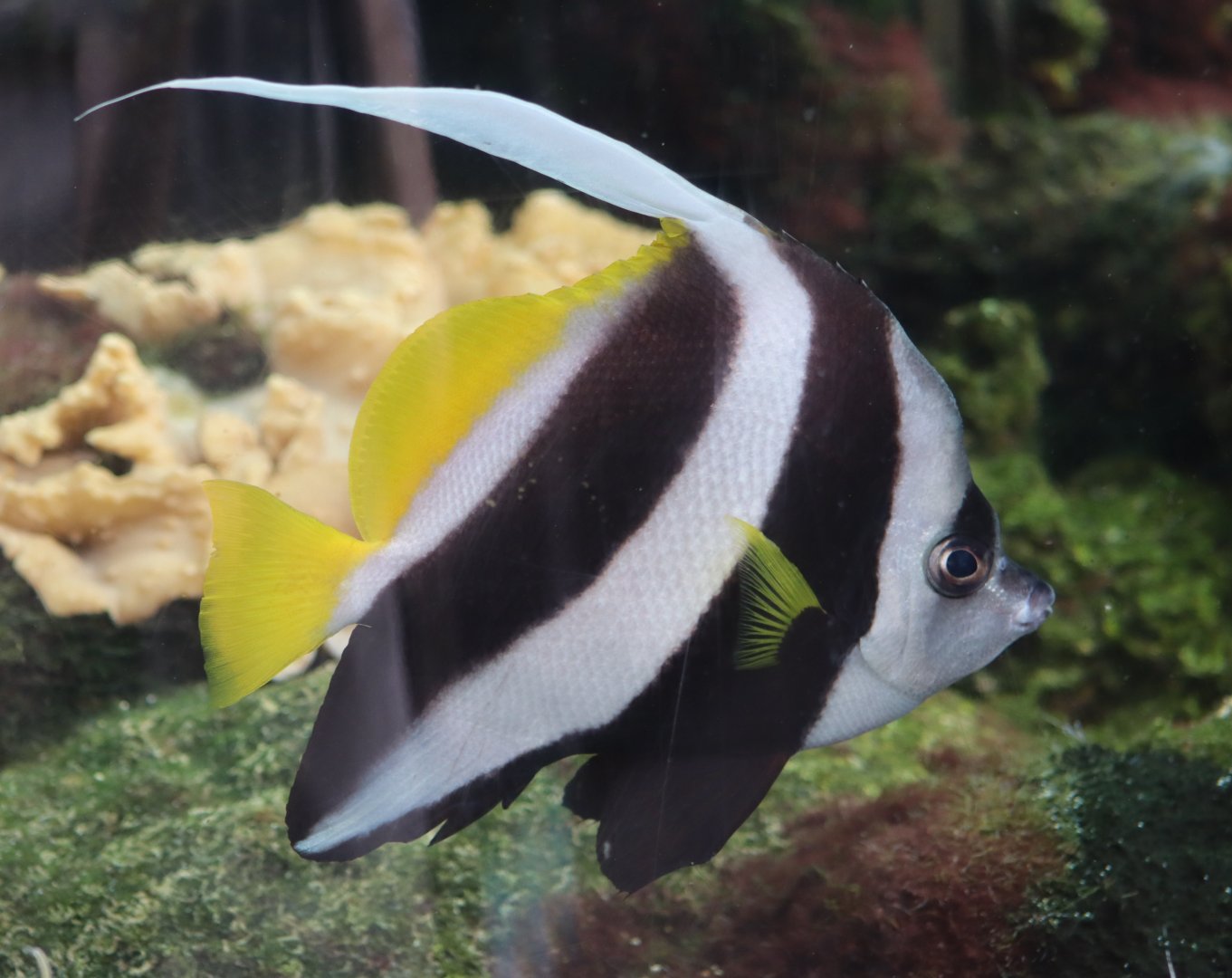 Pennant coralfish - 1 July 2021