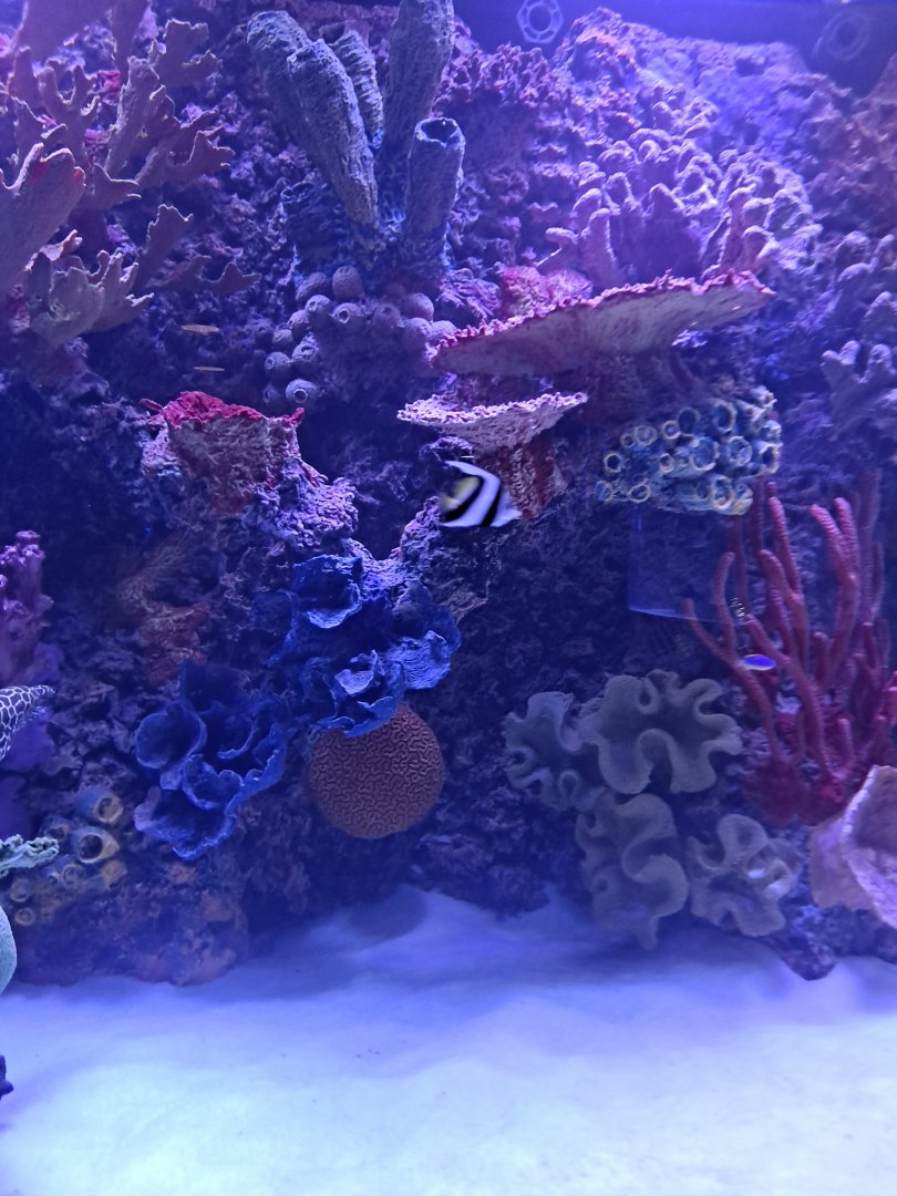 Pennant Coralfish (4/19/25)