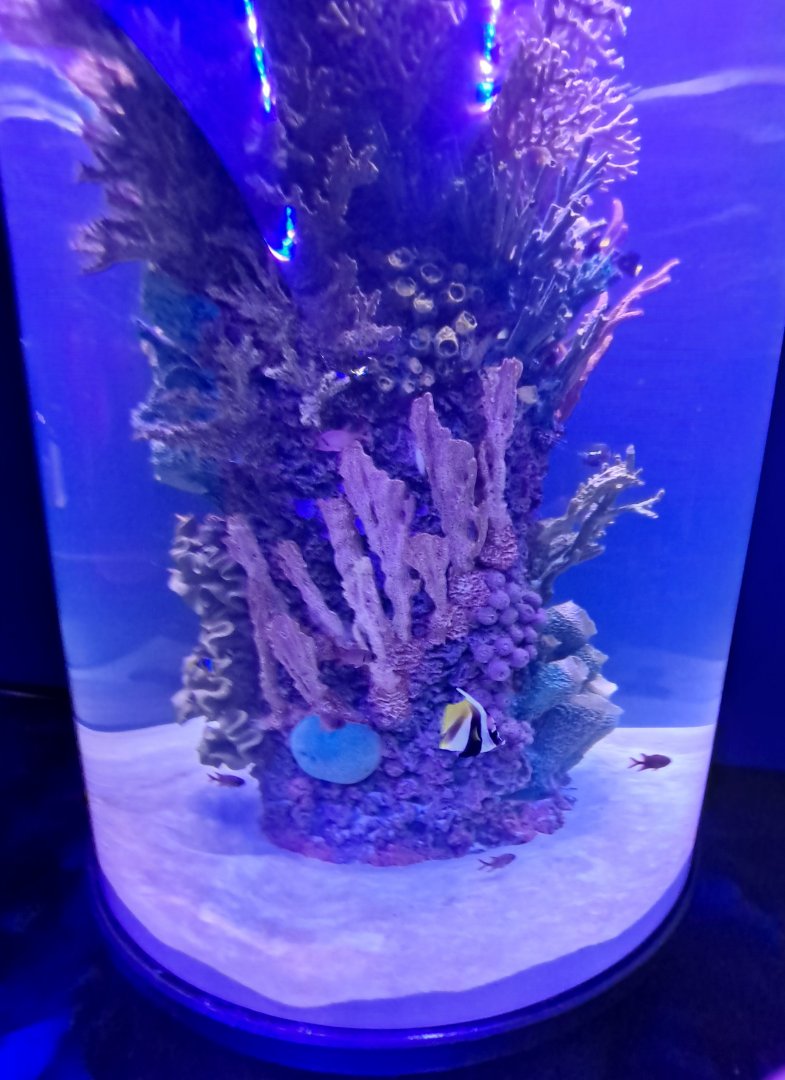 Pennant Coralfish/Blackbar Soldierfish (Overhead tunnel arch, (4/19/25)