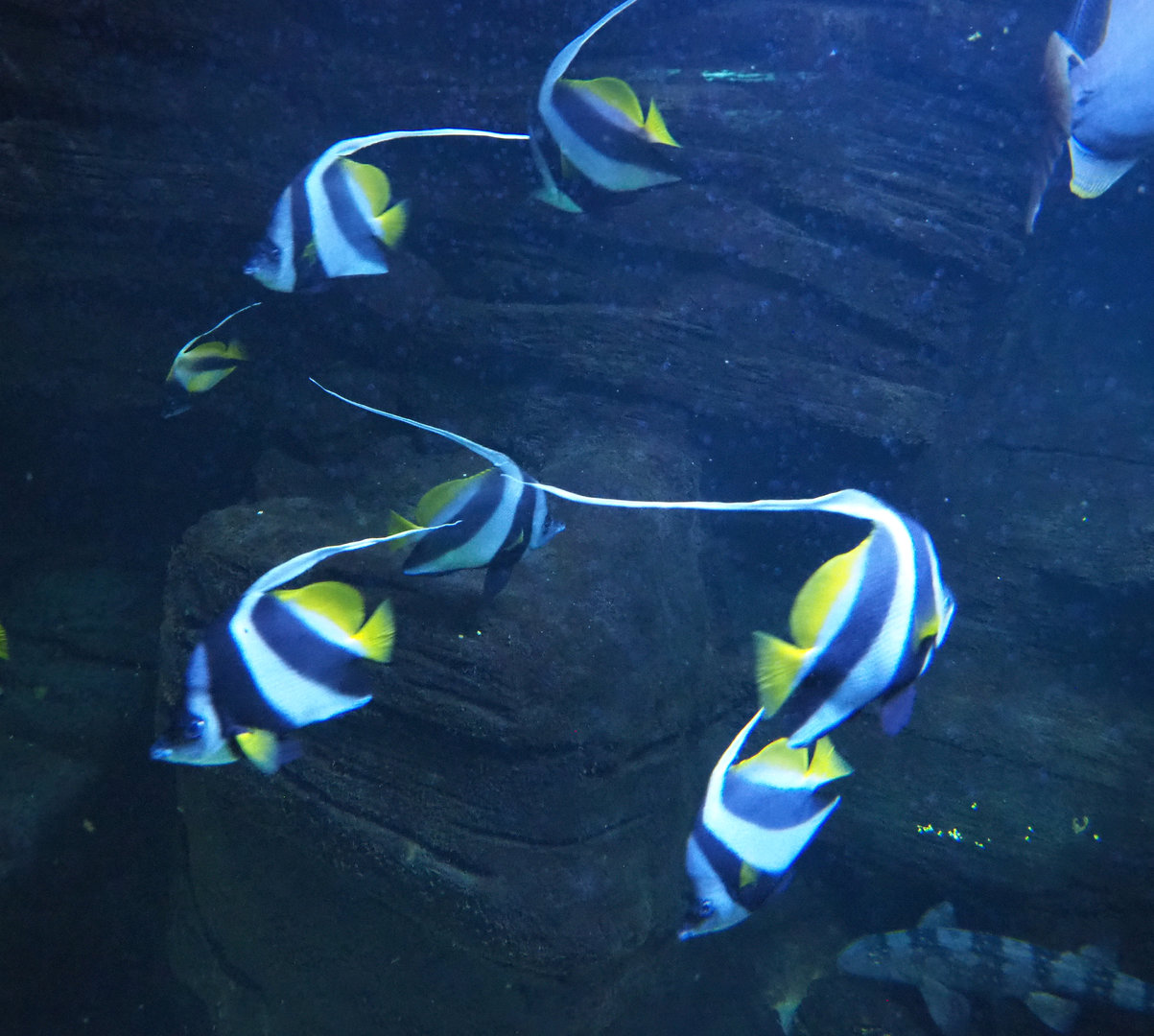 Pennant coralfish (Heniochus acuminatus), 2022-09-14
