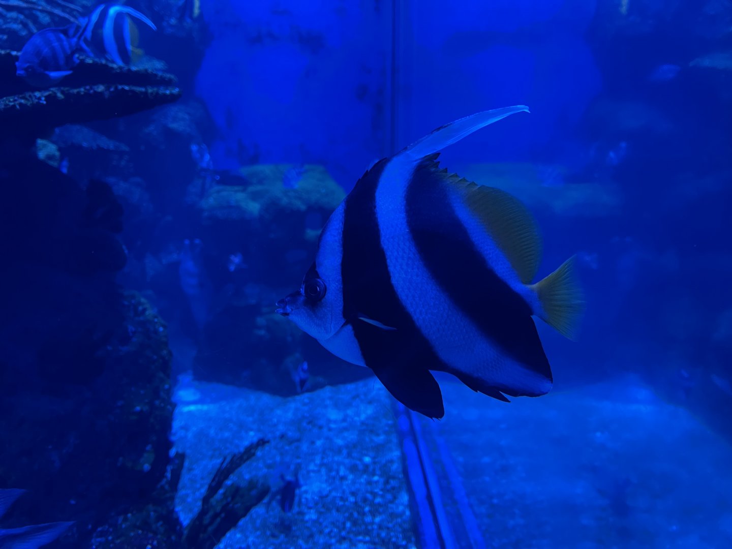 pennant coralfish (heniochus acuminatus)