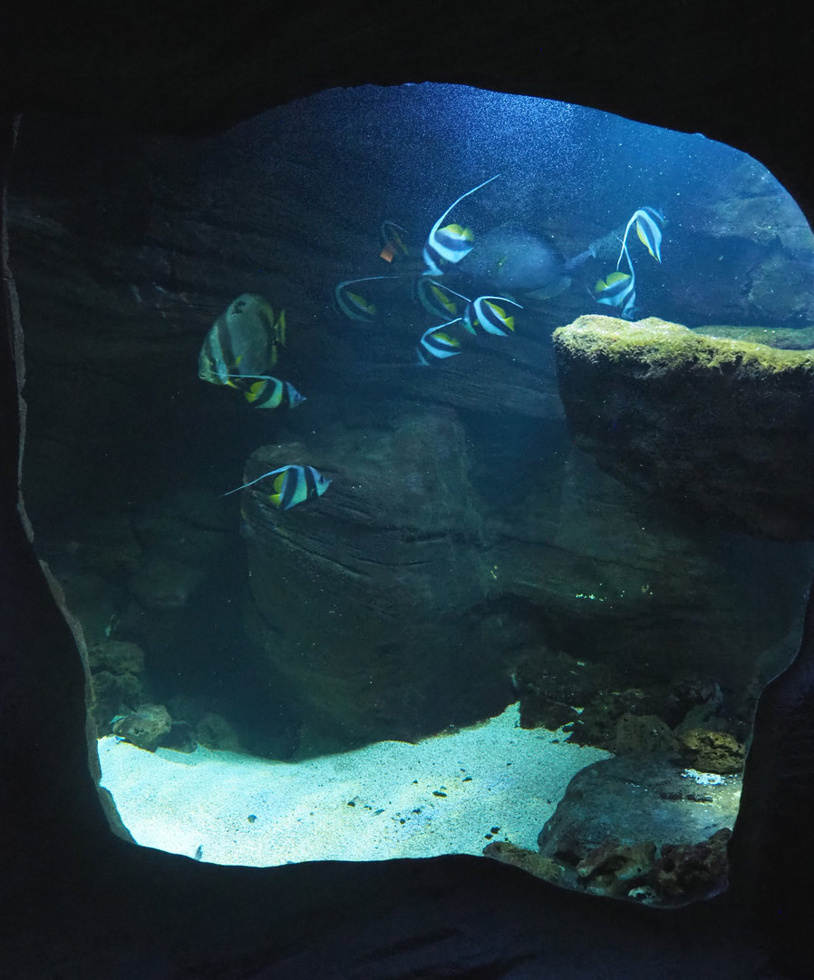 Pennant coralfish, Orbicular batfish, Humpback grouper, Coral grouper, Bamboo shark and Moray tank, 2022-09-14