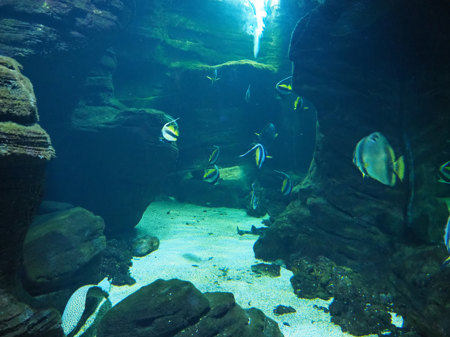 Pennant coralfish, Orbicular batfish, Humpback grouper, Coral grouper, Bamboo shark and Moray tank, 2022-09-14