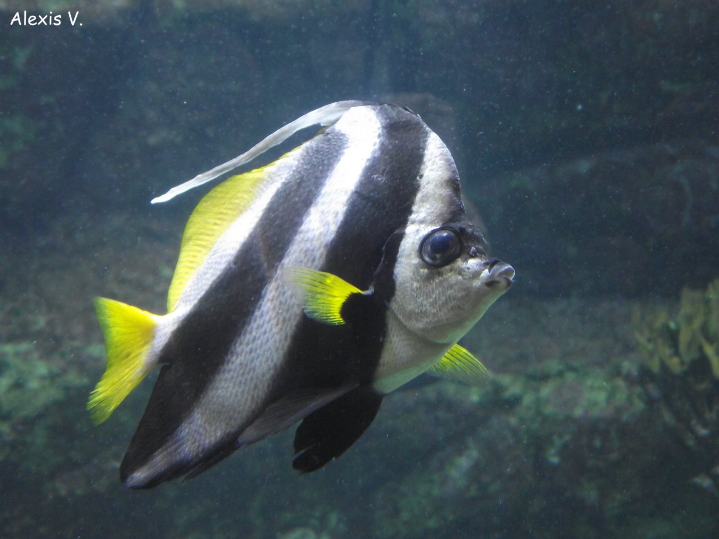 Pennant Coralfish - Zooparc de Beauval - 02/2014