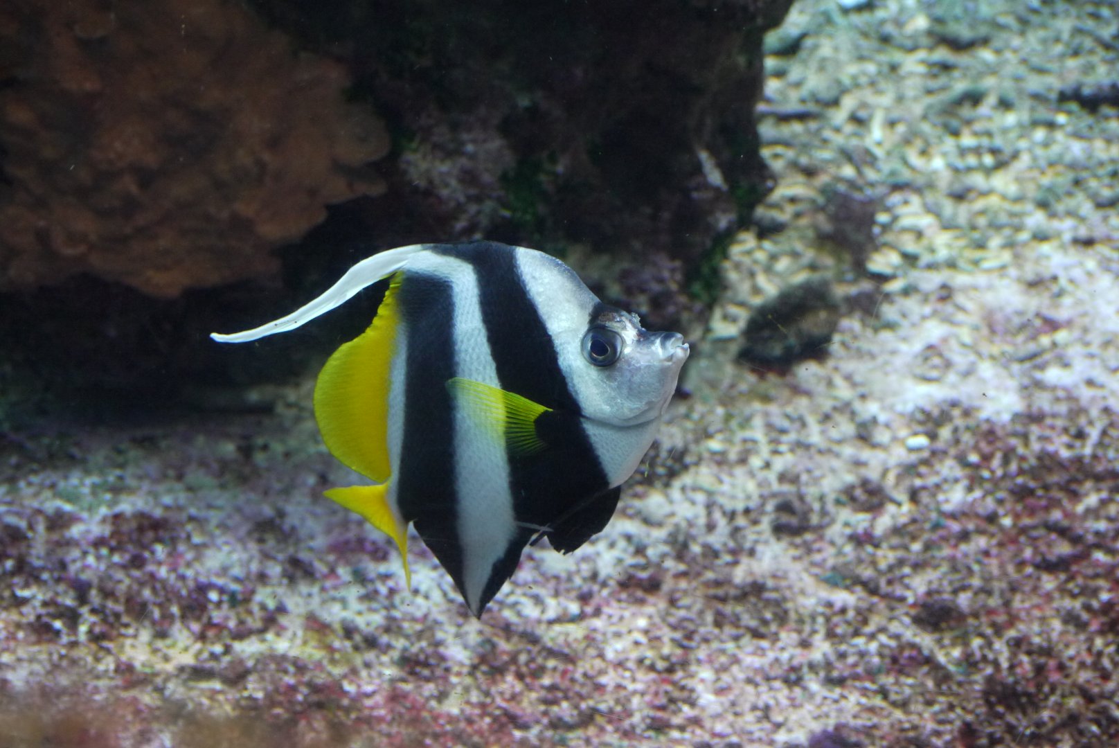 Pennant Coralfish