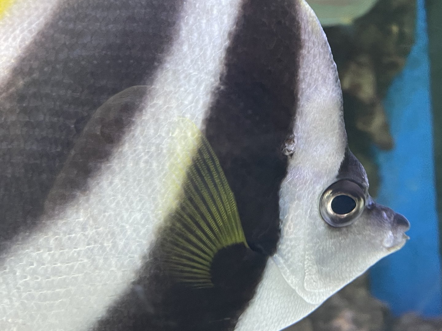 pennant coralfish