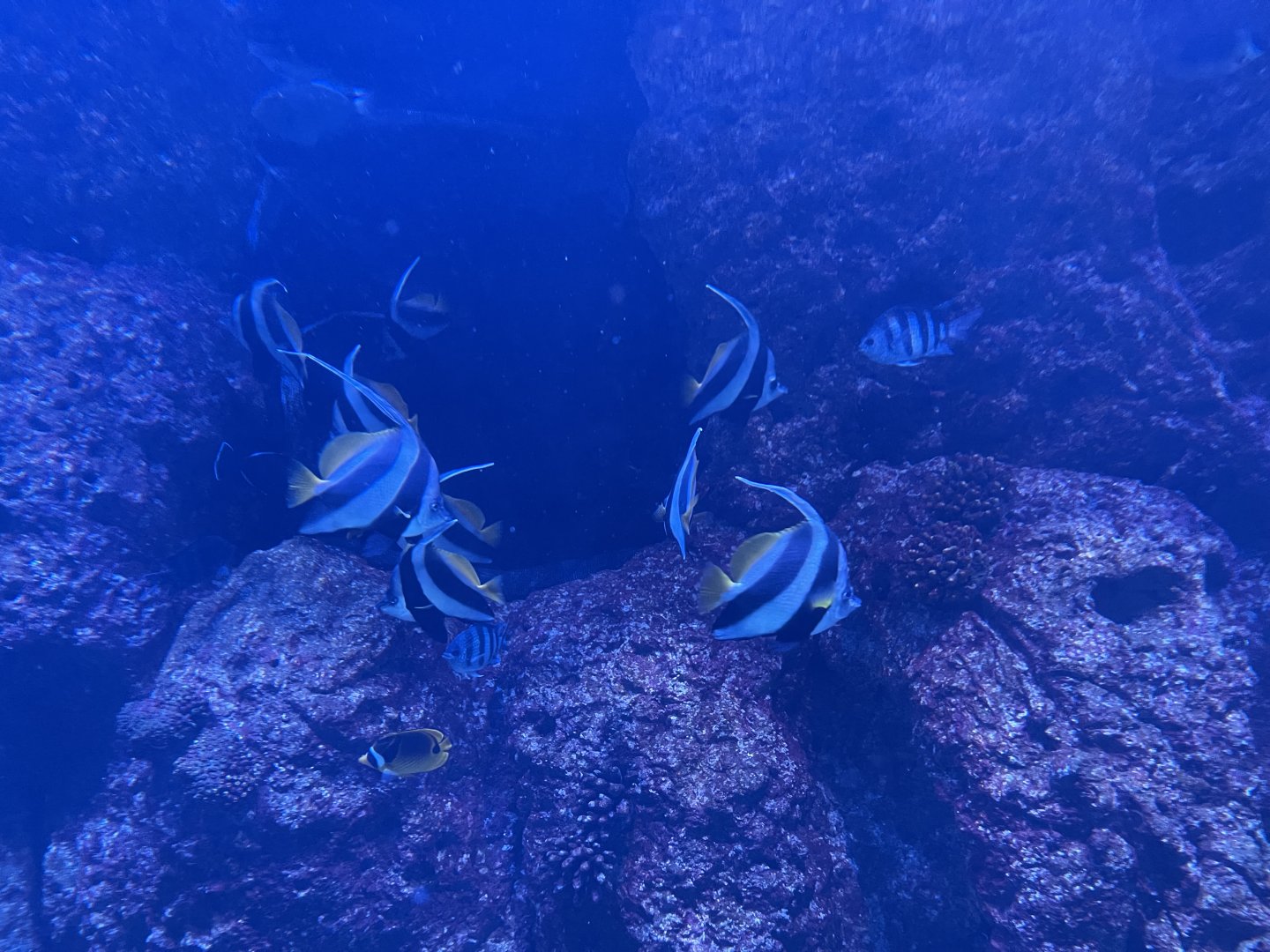 pennant coralfishes (heniochus acuminatus)