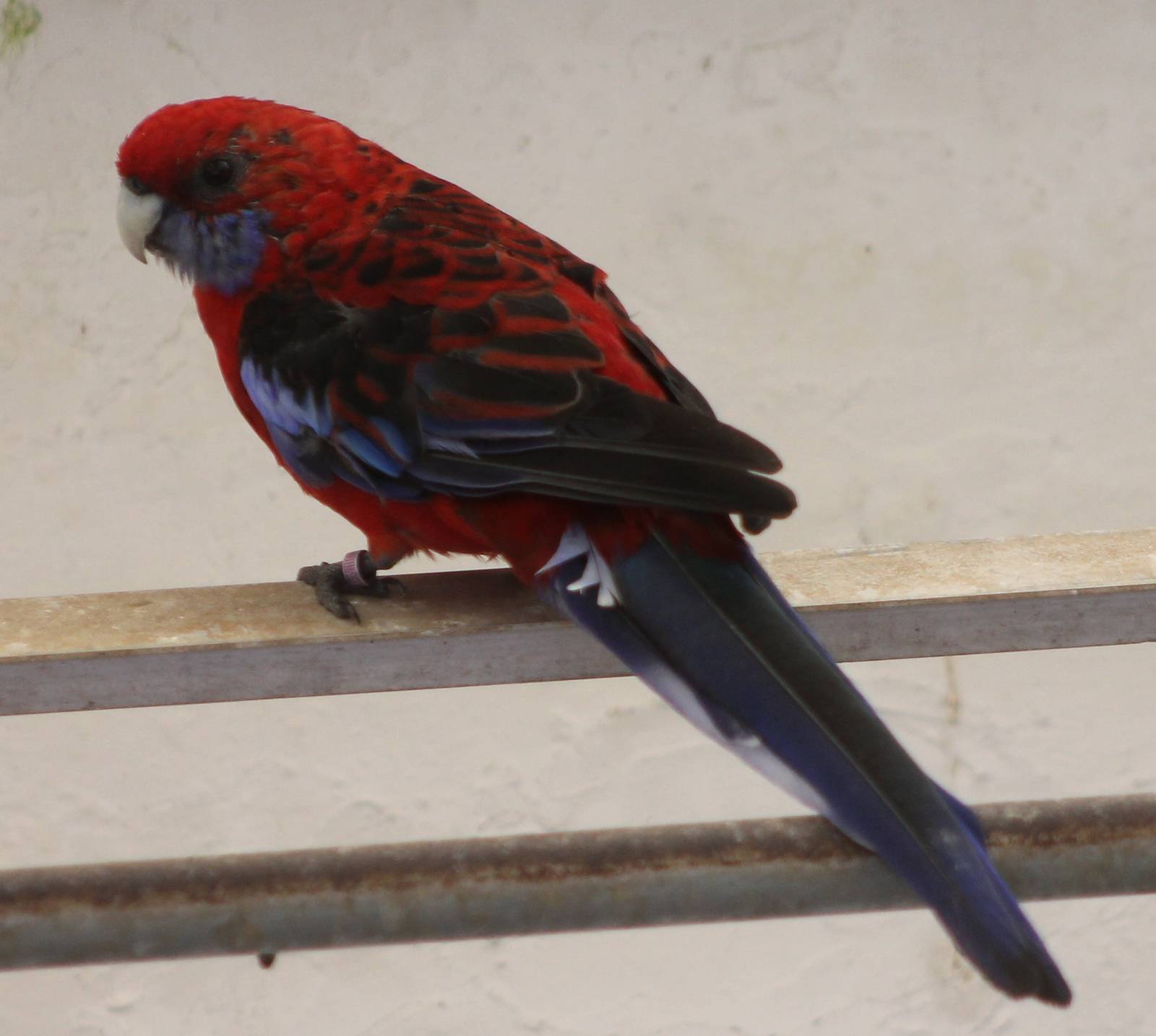 Pennant rosella