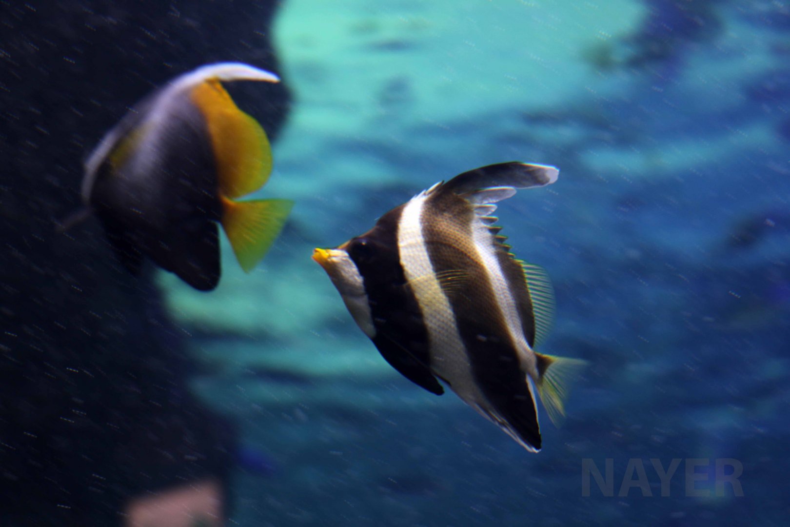 Pennant (+ singular) bannerfish, October 2017