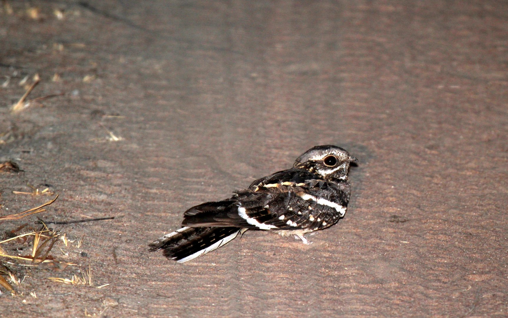 Pennant-winged Nightjar (Caprimulgus vexillarius)