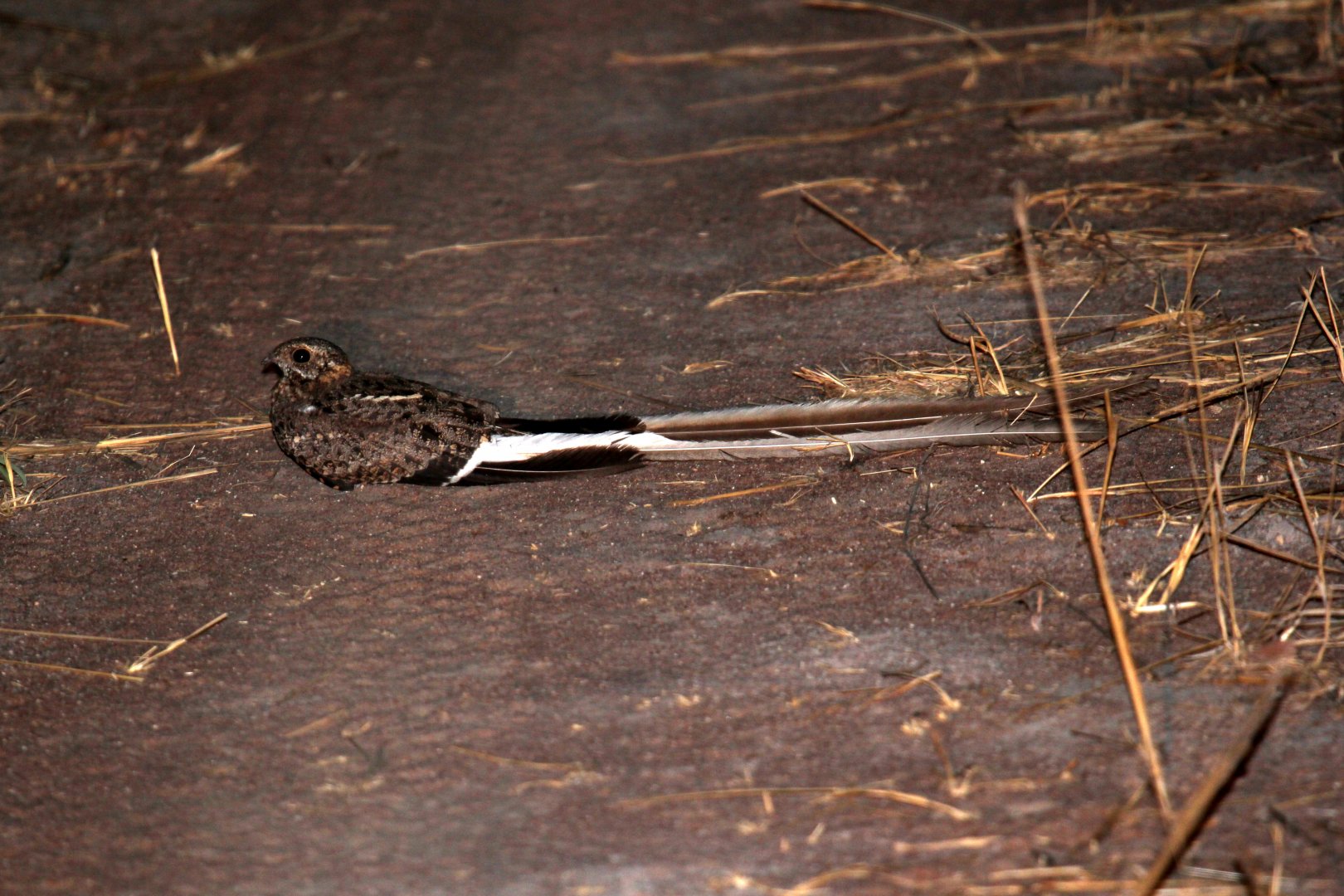 Pennant-winged Nightjar (Caprimulgus vexillarius)
