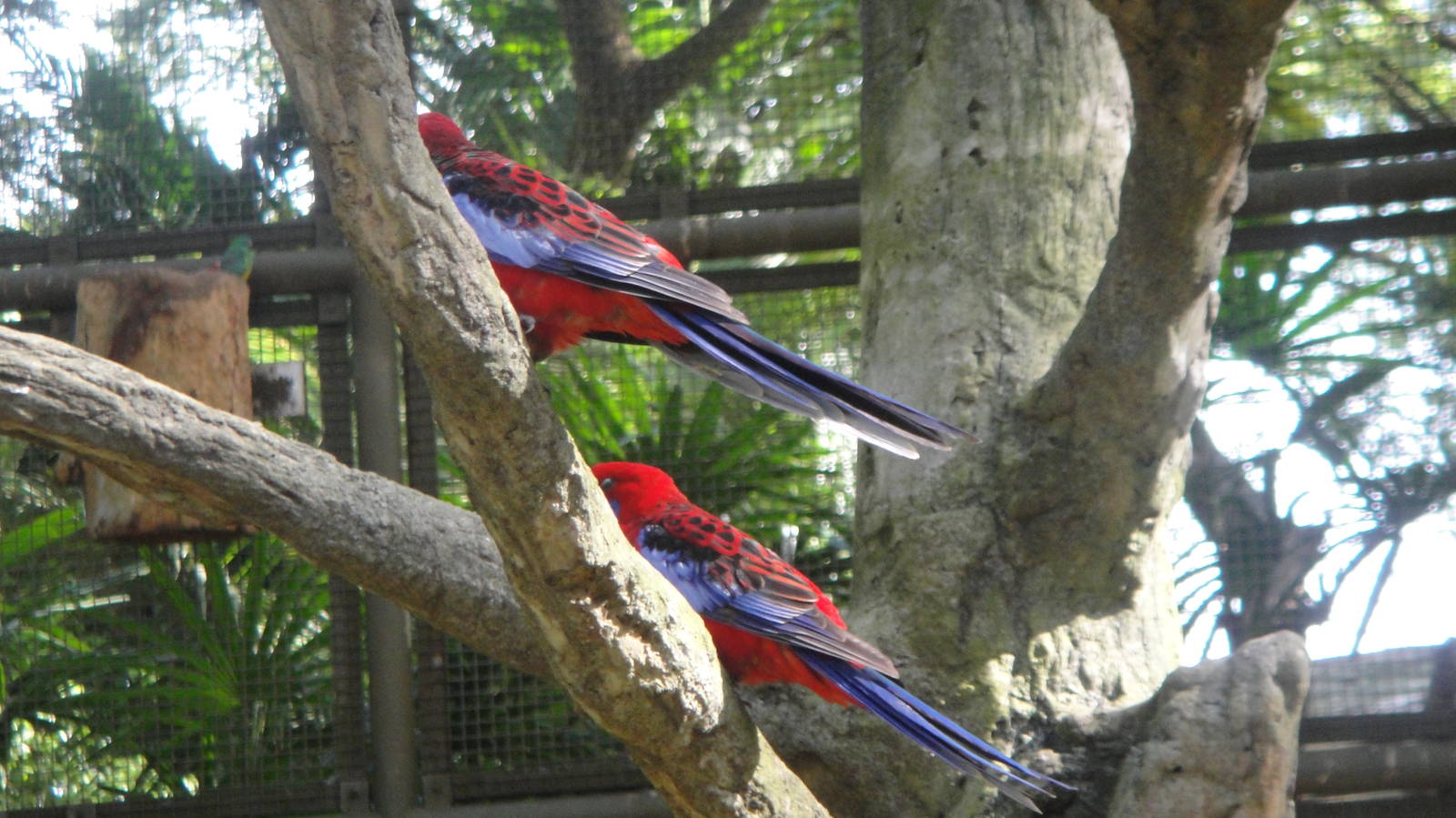 Pennat Rosella (Platycercus elegans)
